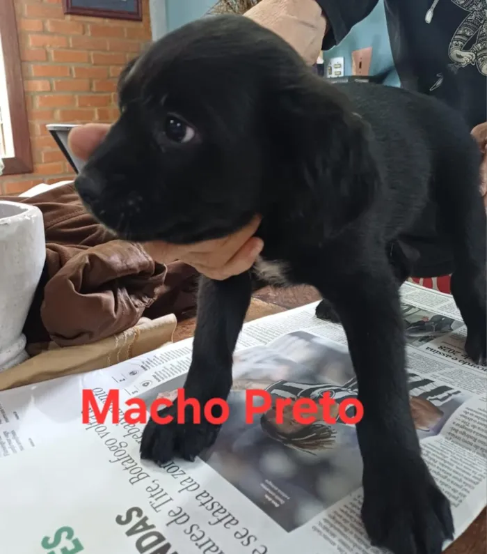 Cachorro raça SRD-ViraLata idade 2 a 6 meses nome Zumbi