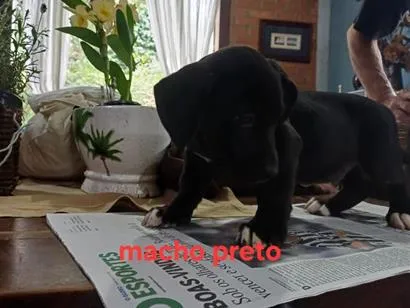 Cachorro raça SRD-ViraLata idade 2 a 6 meses nome Zumbi