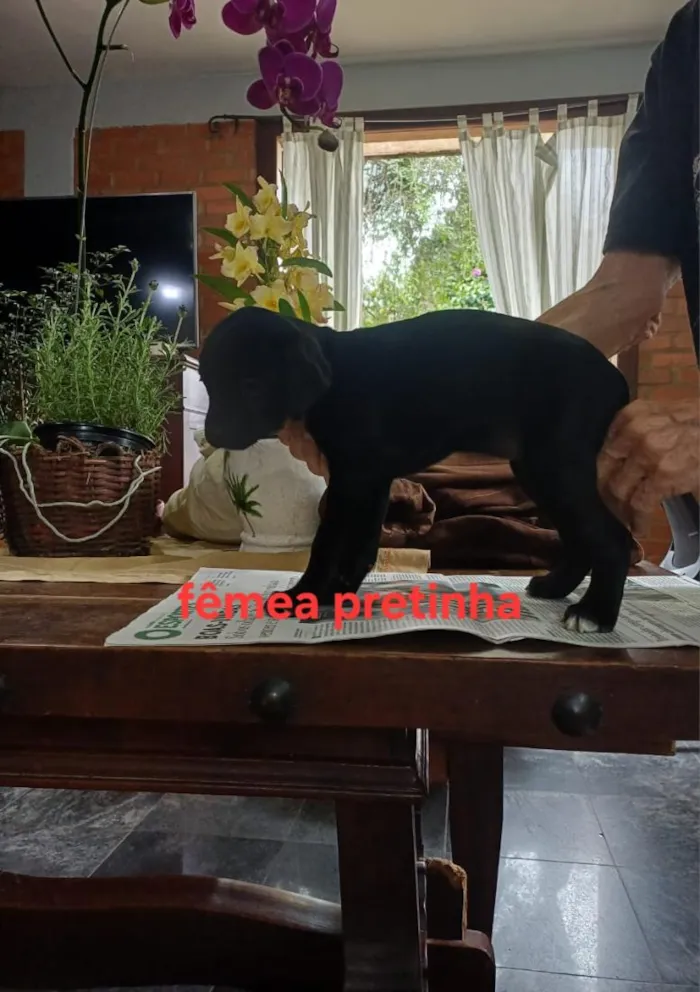 Cachorro raça SRD-ViraLata idade 2 a 6 meses nome Elza