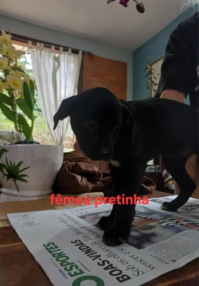 Cachorro raça SRD-ViraLata idade 2 a 6 meses nome Elza