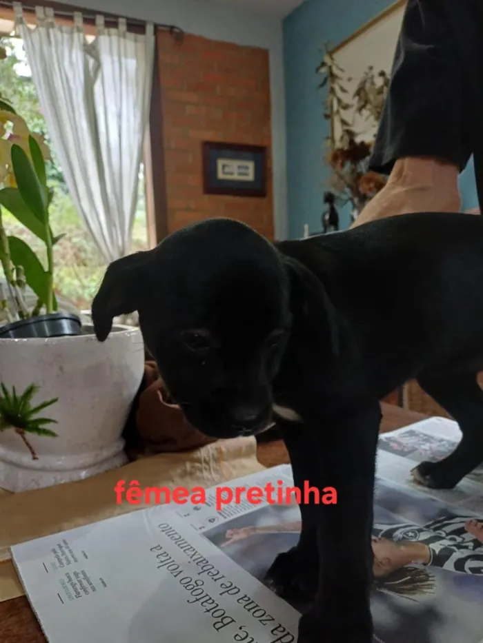 Cachorro raça SRD-ViraLata idade 2 a 6 meses nome Elza