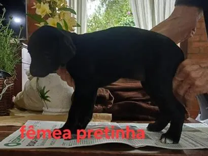 Cachorro raça SRD-ViraLata idade 2 a 6 meses nome Elza