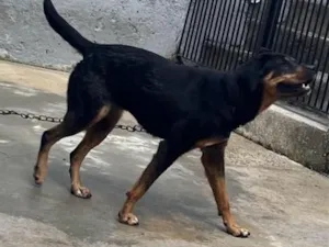 Cachorro raça SRD-ViraLata idade 6 ou mais anos nome Pandora
