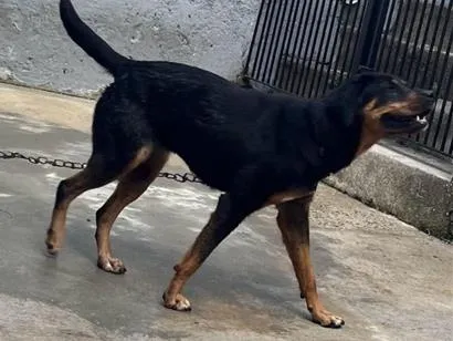 Cachorro raça SRD-ViraLata idade 6 ou mais anos nome Pandora