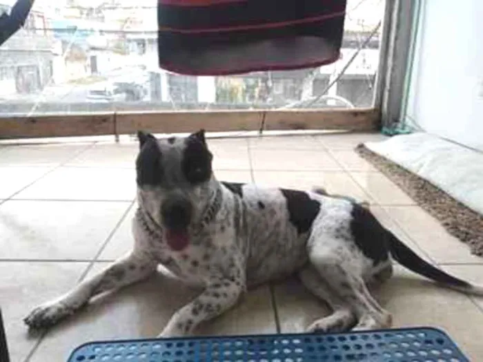 Cachorro raça SRD-ViraLata idade 1 ano nome Hanna