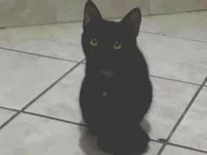 Gato raça SRD-ViraLata idade 7 a 11 meses nome Gatinhas 