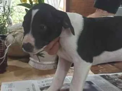Cachorro raça SRD-ViraLata idade 2 a 6 meses nome LILI