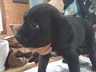 Cachorro raça SRD-ViraLata idade 2 a 6 meses nome Zumbi