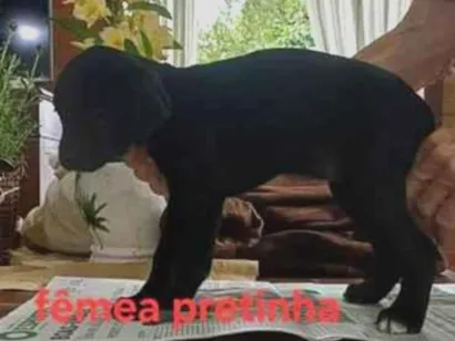 Cachorro raça SRD-ViraLata idade 2 a 6 meses nome Elza