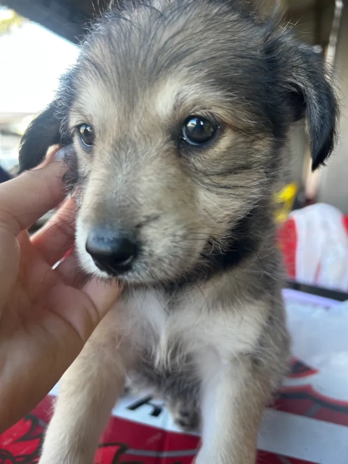 Cachorro raça SRD-ViraLata idade 2 a 6 meses nome Não tem 