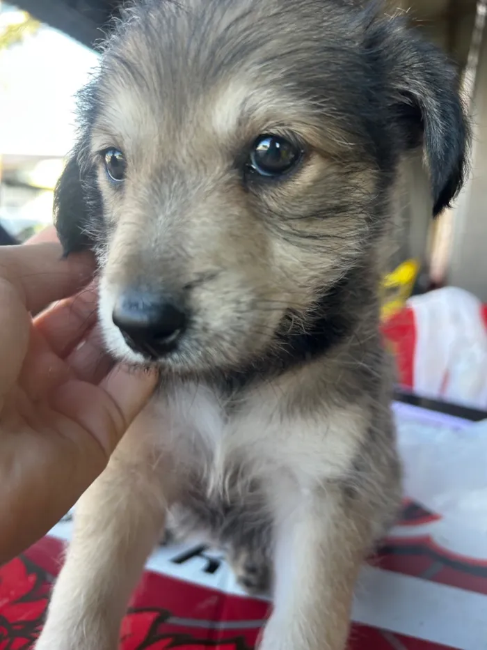 Cachorro raça SRD-ViraLata idade 2 a 6 meses nome Não tem 
