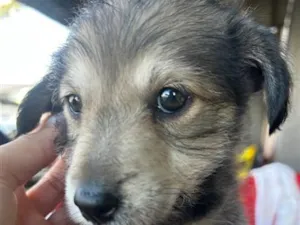 Cachorro raça SRD-ViraLata idade 2 a 6 meses nome Não tem 