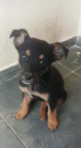 Amora