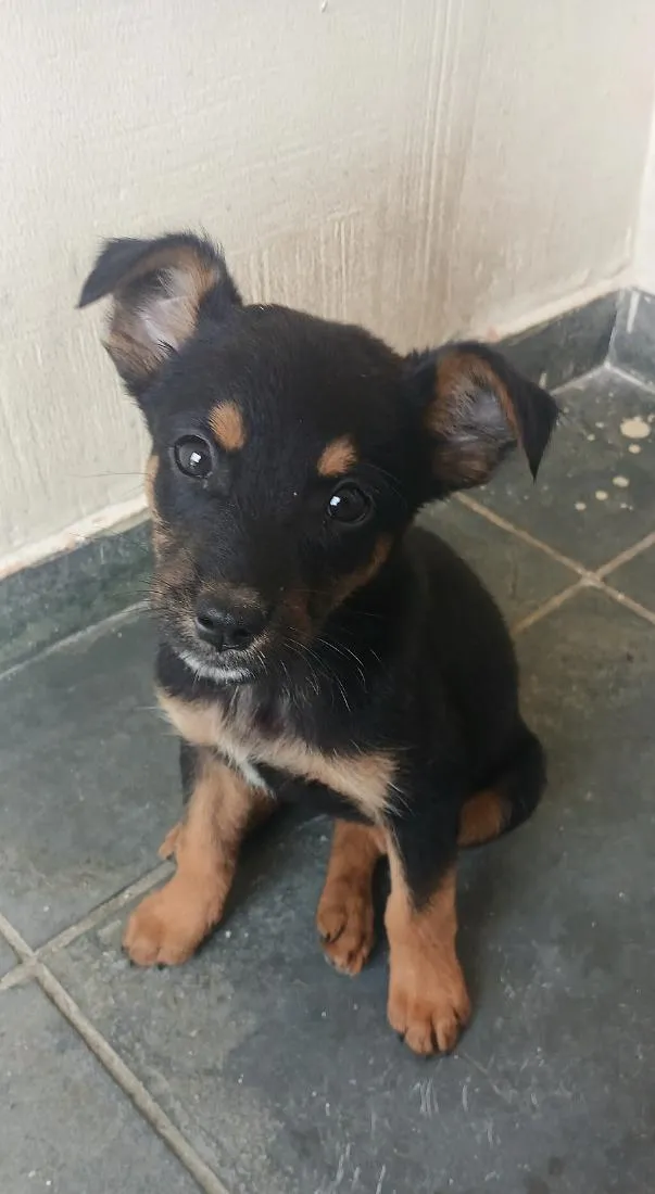 Cachorro raça SRD-ViraLata idade Abaixo de 2 meses nome Amora
