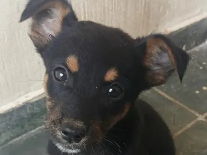 Cachorro raça SRD-ViraLata idade Abaixo de 2 meses nome Amora