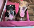 Lila e Mel