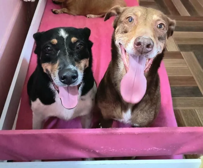 Cachorro raça SRD-ViraLata idade 6 ou mais anos nome Lila e Mel