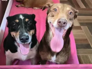 Cachorro raça SRD-ViraLata idade 6 ou mais anos nome Lila e Mel