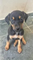 Tisha