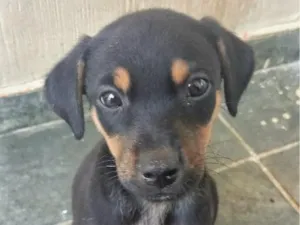 Cachorro raça SRD-ViraLata idade Abaixo de 2 meses nome Tisha