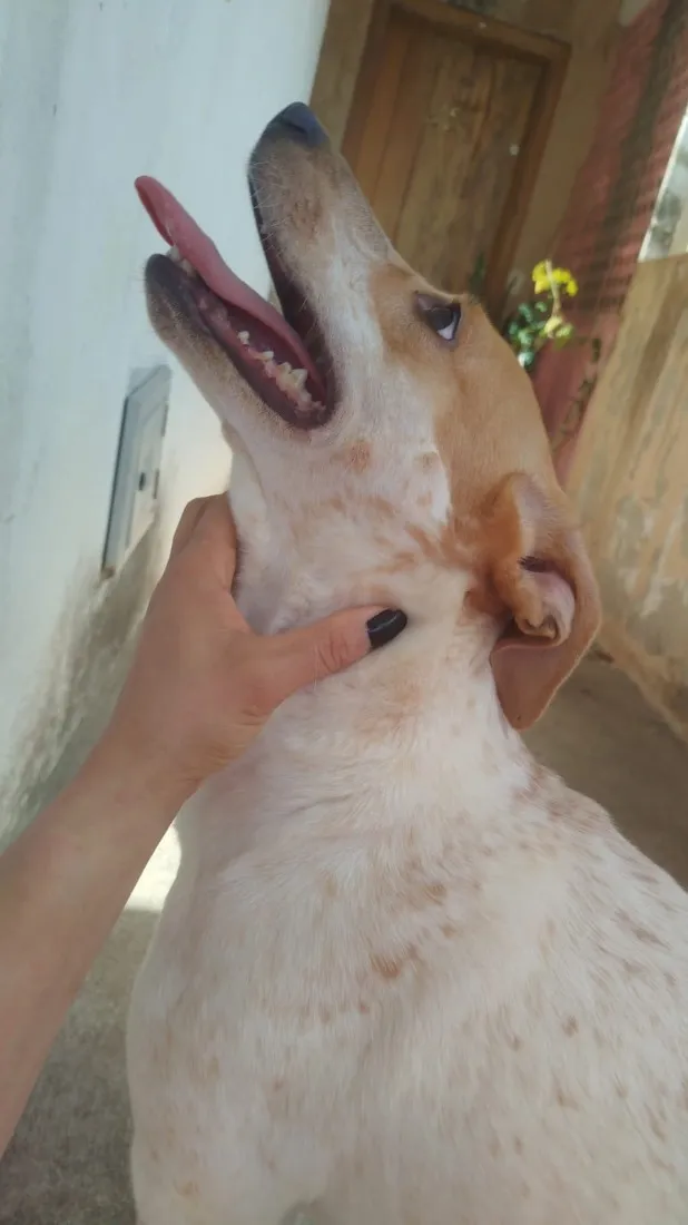 Cachorro raça SRD-ViraLata idade 2 anos nome Luna