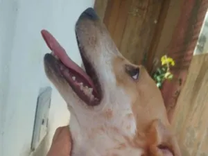 Cachorro raça SRD-ViraLata idade 2 anos nome Luna