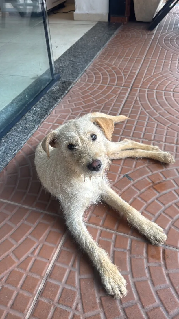 Cachorro raça SRD-ViraLata idade 7 a 11 meses nome Bela