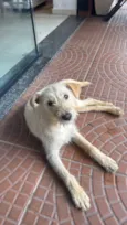 Bela