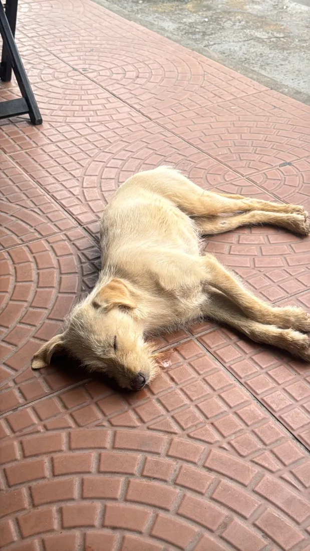 Cachorro raça SRD-ViraLata idade 7 a 11 meses nome Bela
