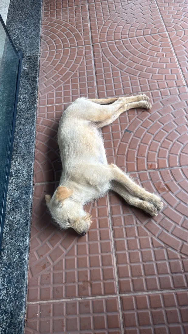 Cachorro raça SRD-ViraLata idade 7 a 11 meses nome Bela