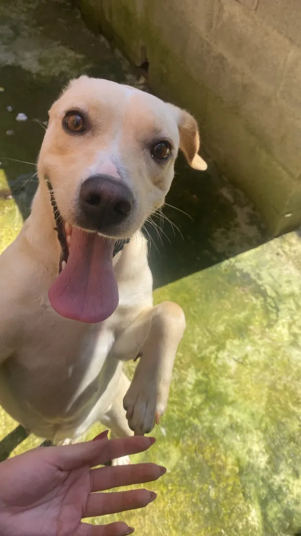 Cachorro raça SRD-ViraLata idade 1 ano nome Princesa