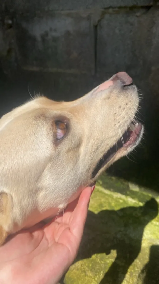 Cachorro raça SRD-ViraLata idade 1 ano nome Princesa