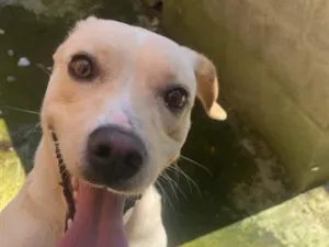 Cachorro raça SRD-ViraLata idade 1 ano nome Princesa