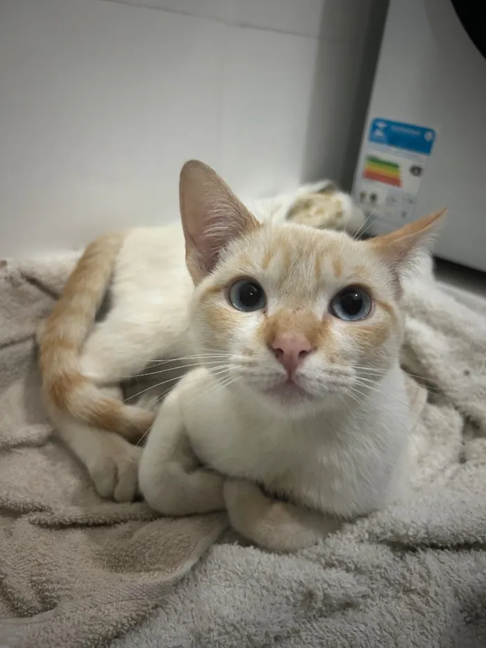 Gato raça SRD-ViraLata idade 7 a 11 meses nome Loirinho
