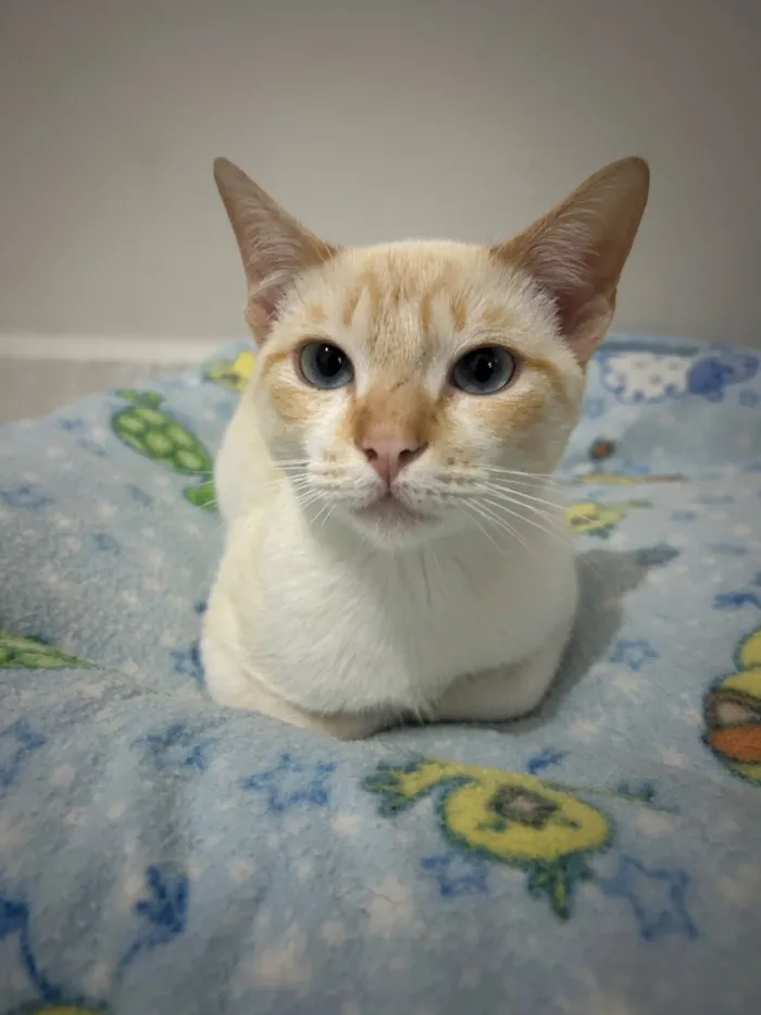 Gato raça SRD-ViraLata idade 7 a 11 meses nome Loirinho