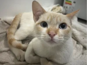 Gato raça SRD-ViraLata idade 7 a 11 meses nome Loirinho