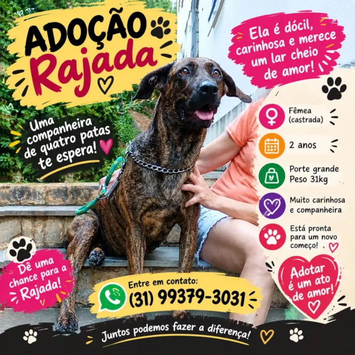 Cachorro raça SRD-ViraLata idade 2 anos nome Rajada