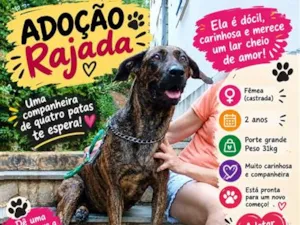 Cachorro raça SRD-ViraLata idade 2 anos nome Rajada