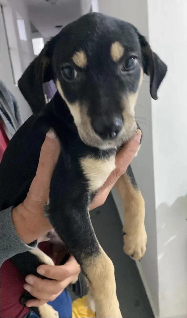 Cachorro raça SRD-ViraLata idade 2 a 6 meses nome Francisco