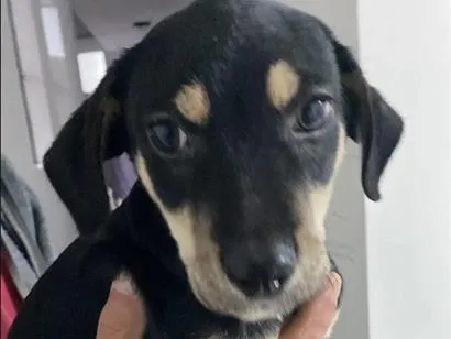 Cachorro raça SRD-ViraLata idade 2 a 6 meses nome Francisco