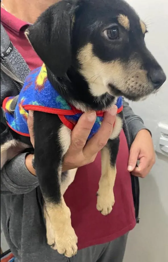 Cachorro raça SRD-ViraLata idade 2 a 6 meses nome Francisco