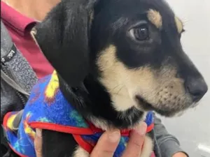 Cachorro raça SRD-ViraLata idade 2 a 6 meses nome Francisco