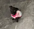 Penelope