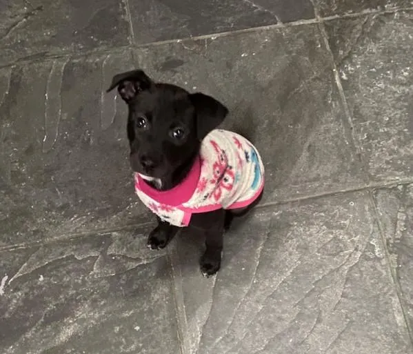 Cachorro raça SRD-ViraLata idade 2 a 6 meses nome Penelope