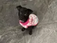 Penelope