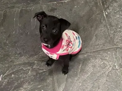 Cachorro raça SRD-ViraLata idade 2 a 6 meses nome Penelope