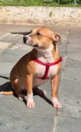 Estelinha