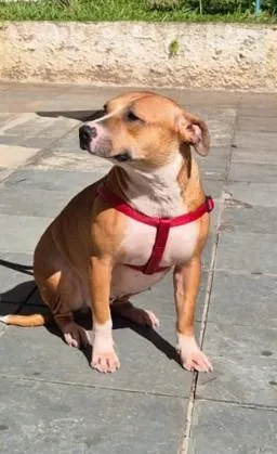 Cachorro raça SRD-ViraLata idade 4 anos nome Estelinha