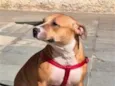 Estelinha