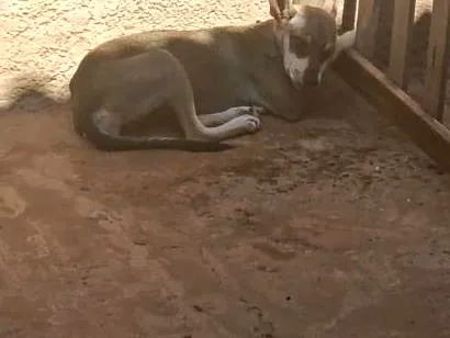 Cachorro raça SRD-ViraLata idade 7 a 11 meses nome Tiana